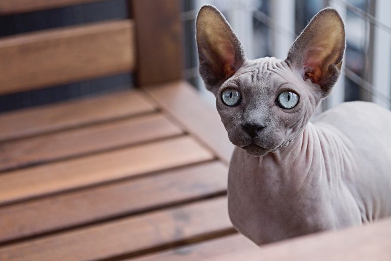 Naaktkat wekt geen allergie op feitoffabel? dierennieuws.nl Naaktkat wekt geen allergie op feitoffabel? dierennieuws.nl