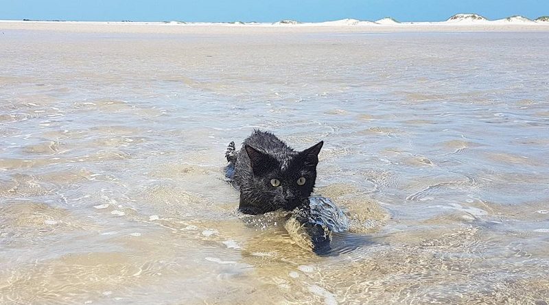 Nathan in zee / https://www.instagram.com/nathan_thebeachcat/