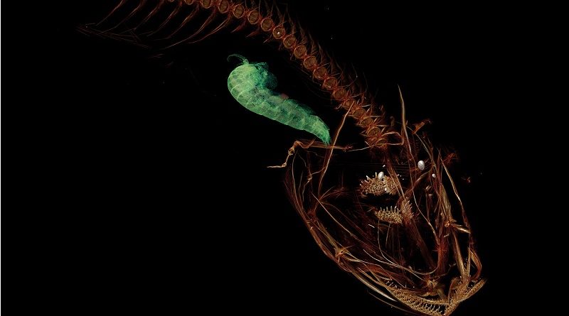 CT scan van de Mariana Snailfish
