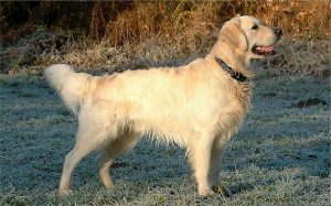 Golden retriever