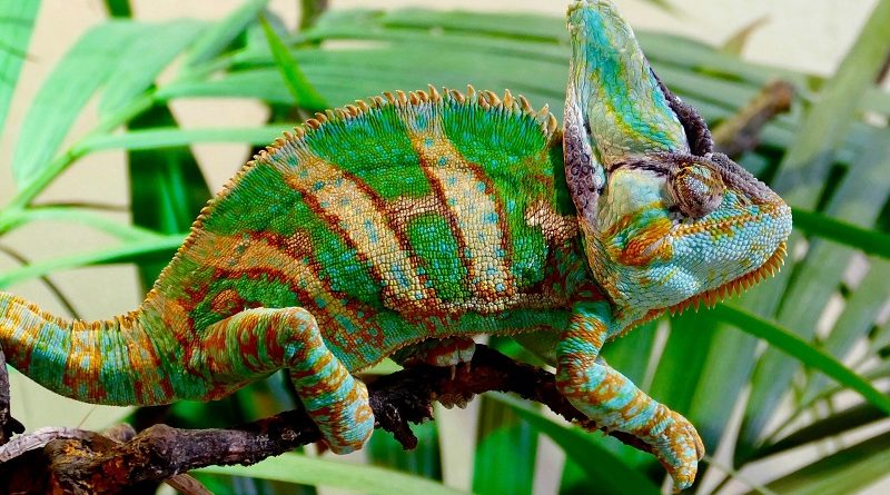 kleurrijke gestreepte kameleon