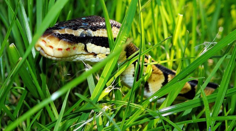 slang verstopt in gras