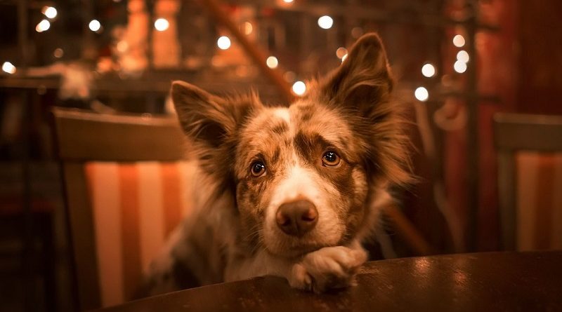 hond met verlatingsangst