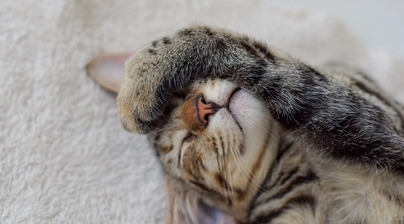 ontspannen kat