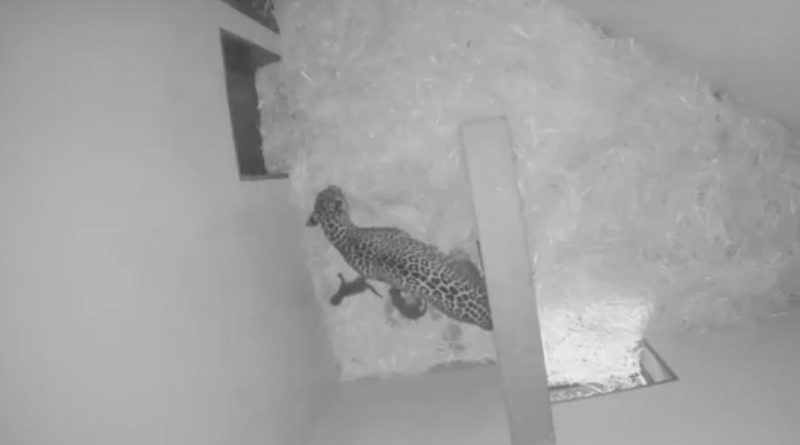 Geboorte baby panters Burgers' Zoo 1 januari 2018