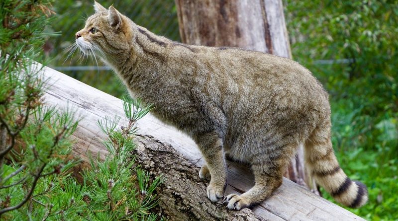 wilde kat