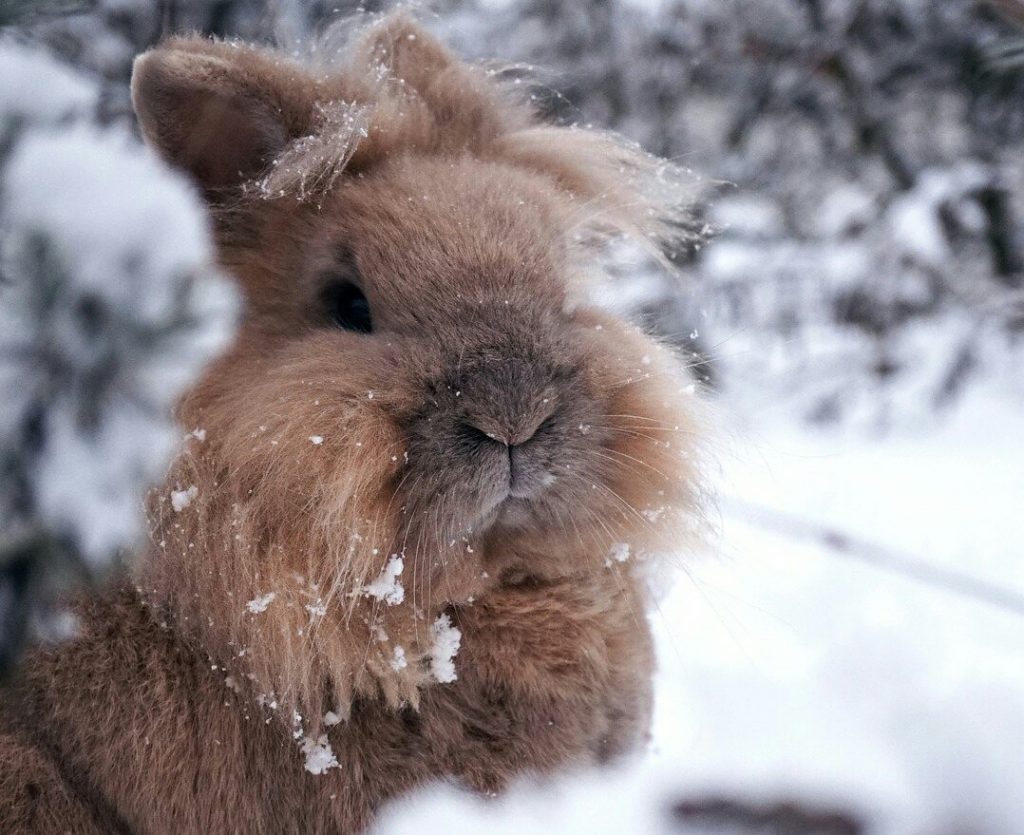 konijn in sneeuw