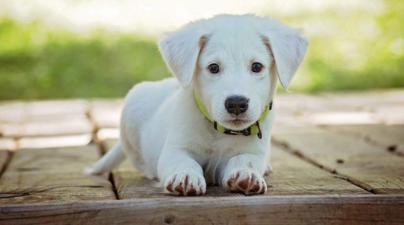 puppy