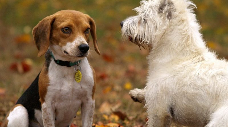 sociale honden