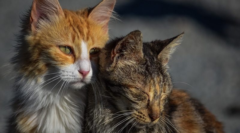 zwerfkatten