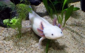 axolotl