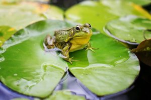 brulkikker op waterlelie