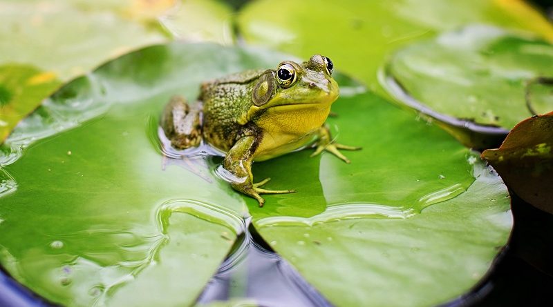brulkikker op waterlelie