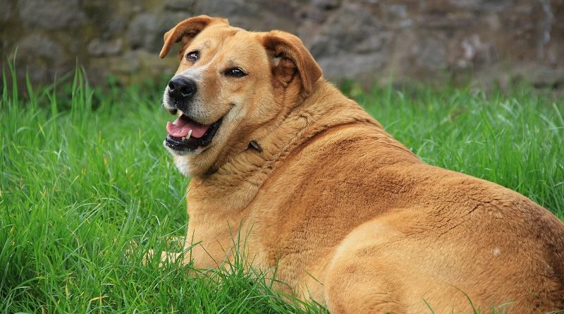 dikke hond