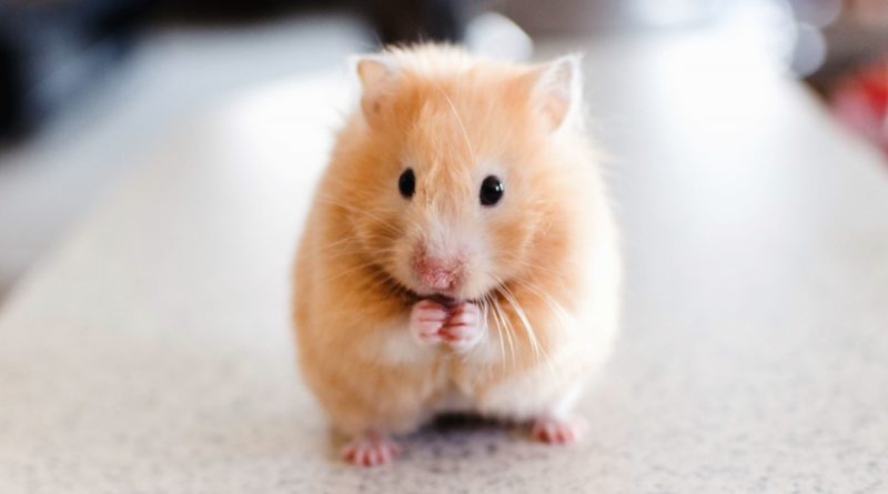 Vijfde Inhalen Zelfrespect Hoe oud wordt een hamster gemiddeld? | Dierennieuws.nl