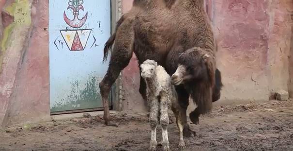 kamelenjong Dierenpark Amersfoort