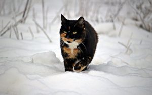 kat in sneeuw