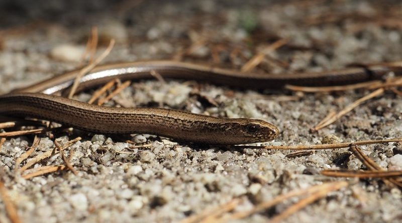 hazelworm