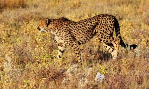 cheetah / jachtluipaard in graslandschap
