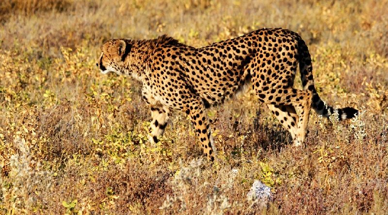 cheetah / jachtluipaard in graslandschap