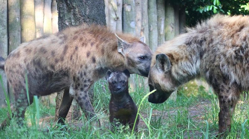 Cheka hyenajong dierenpark Amersfoort