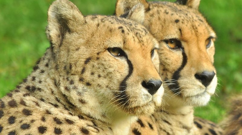 Cheeta's Gaia Zoo