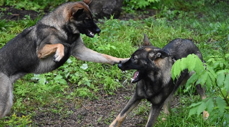 vechtende honden
