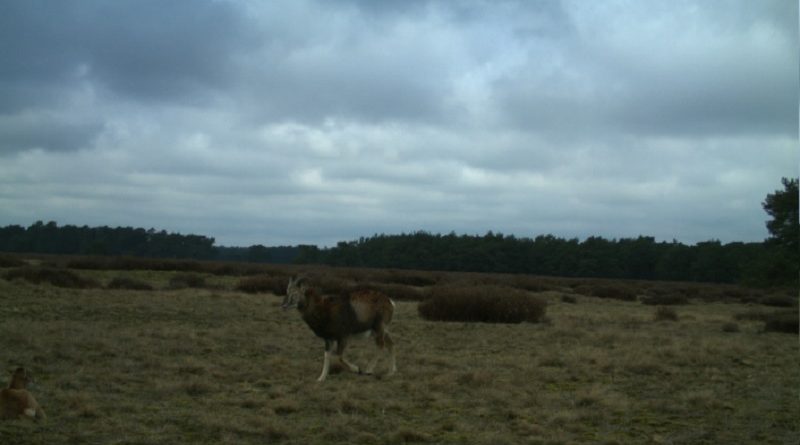beeld webcam hoge veluwe - project snapshot