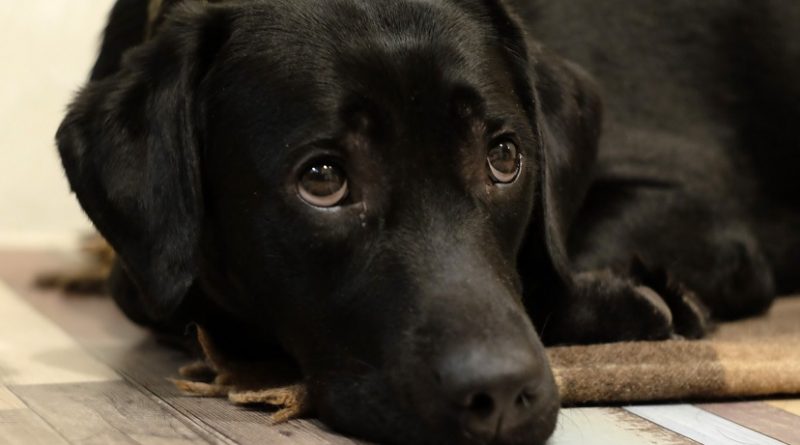hond voelt zich ziek