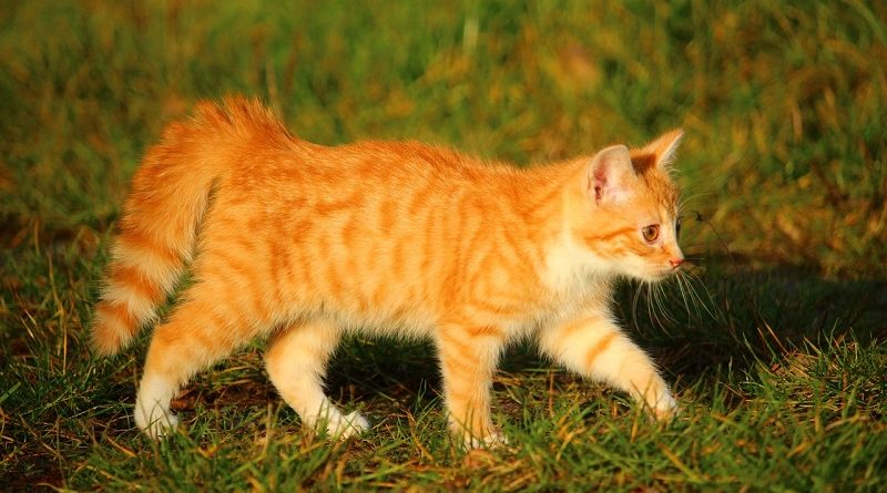 Kat met dikke staart