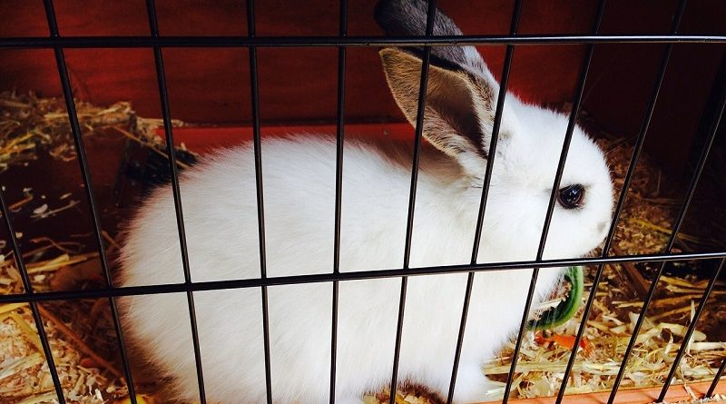 konijn in konijnenhok