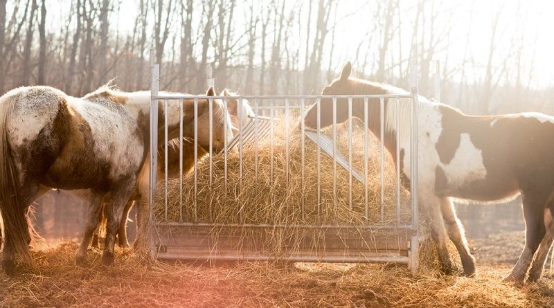 paarden eten hooi