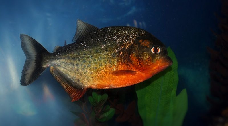 Piranha