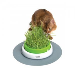 catit kattengras zelf groeien
