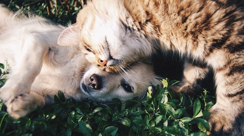 hond en kat in gras