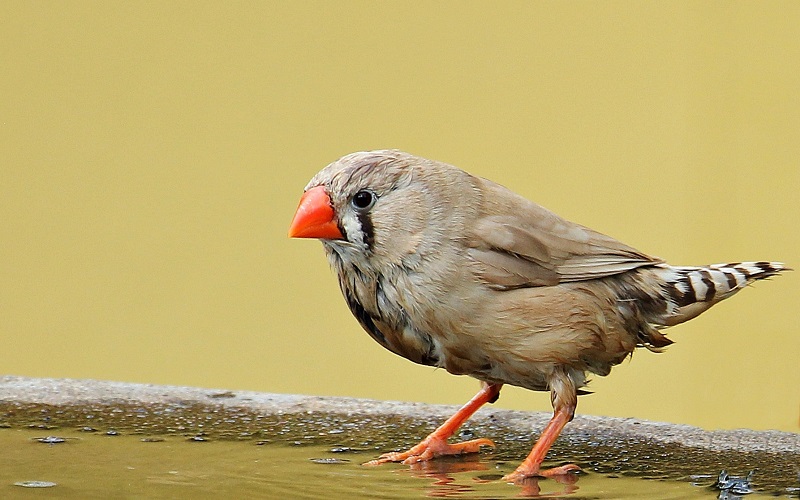 Zebravink op waterbadje