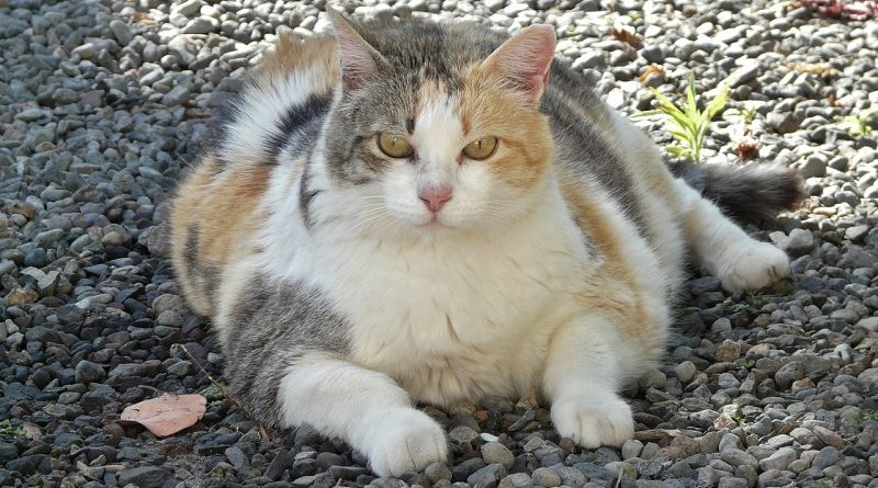 Te dikke kat met overgewicht