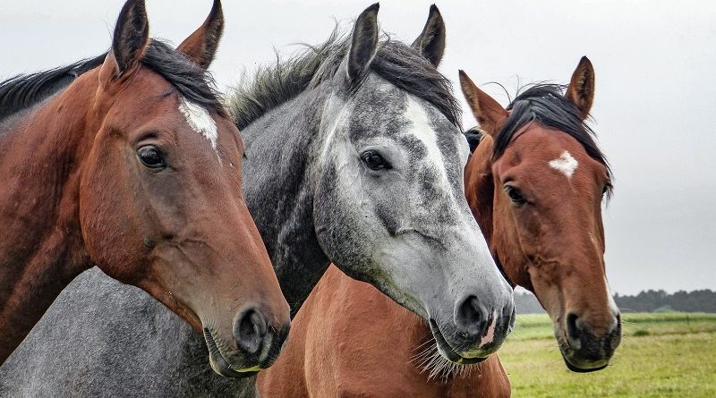 drie paarden op rij