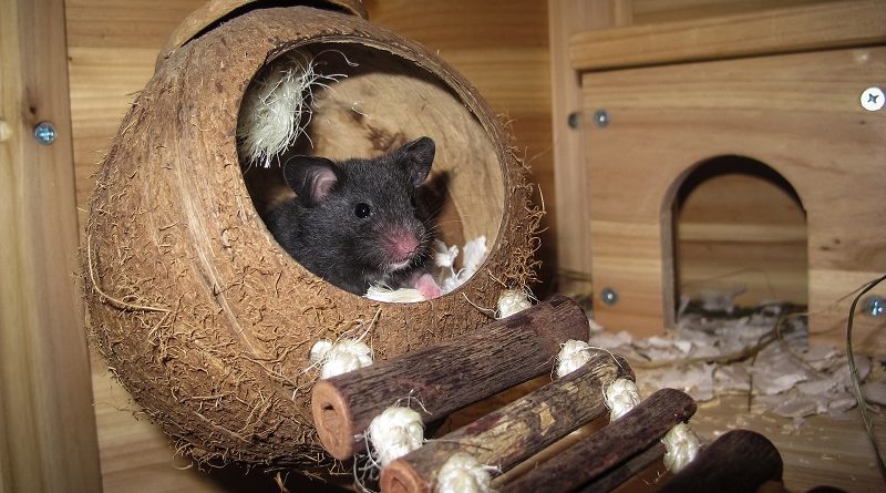 hamster in huisje