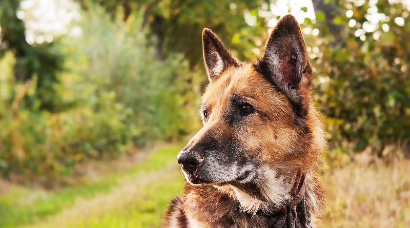 oudere hond