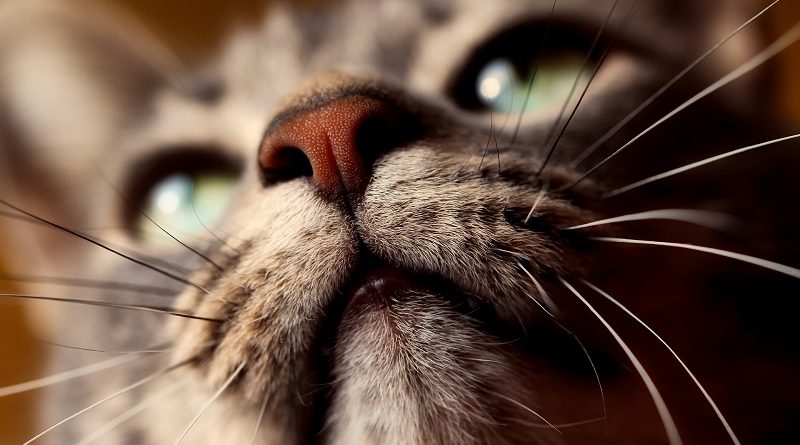 Snorharen kat