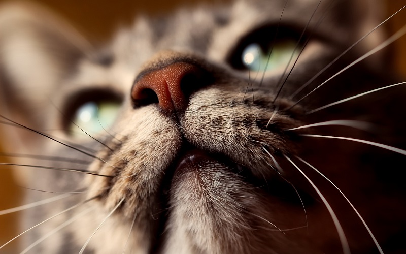De snorharen en tastharen van katten Dierennieuws.nl De snorharen en tastharen van katten Dierennieuws.nl