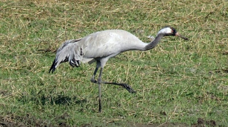 kraanvogel in weiland