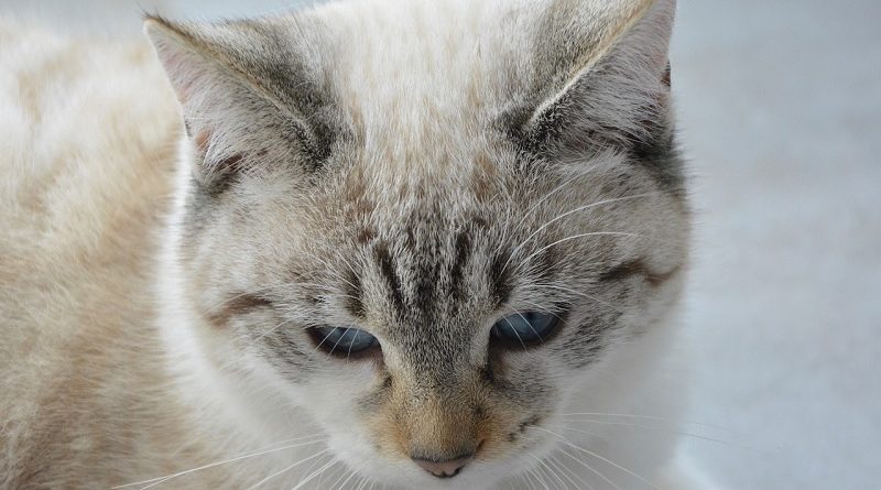 zieke kat