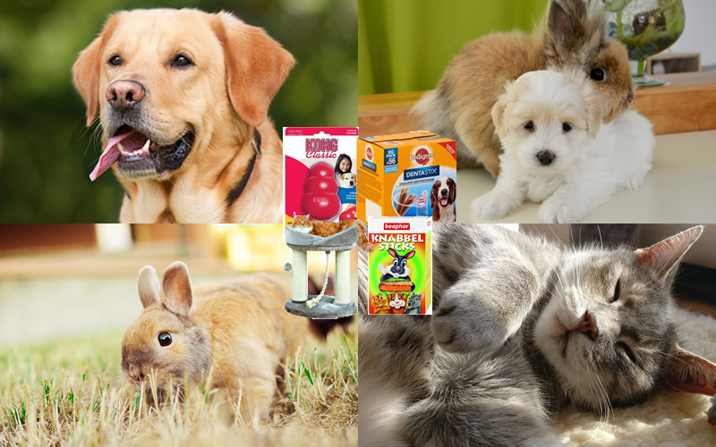 dierendag cadeautjes