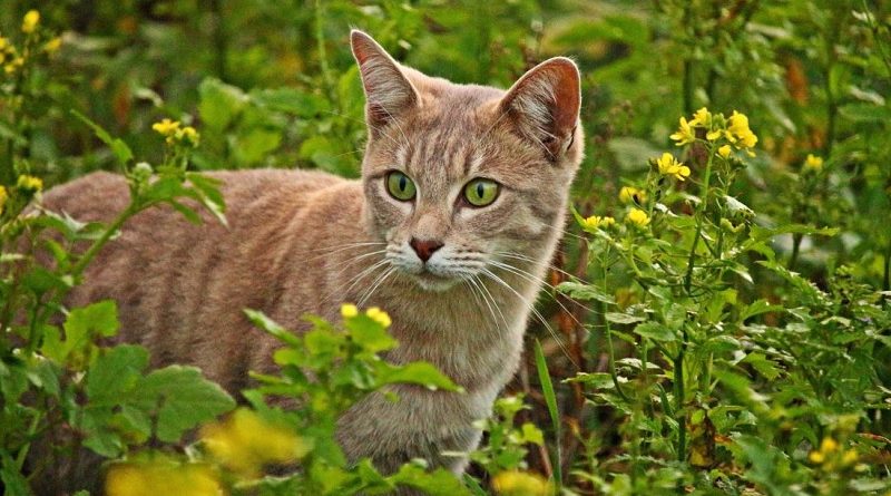 kat tussen de planten