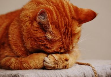 rode kater verstopt zich