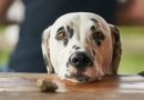 bedelende hond