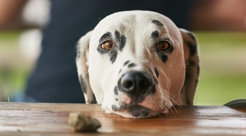 bedelende hond