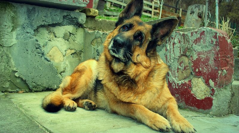 hond